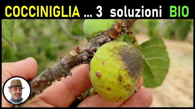 Come Eliminare la Cocciniglia a Scudetto Efficientemente