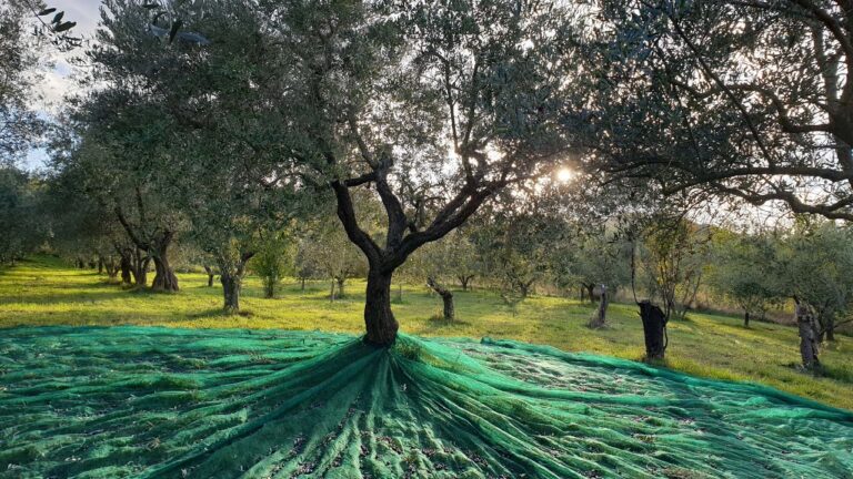 Raccogliere le Olive Senza Fatica: Tecniche e Consigli Utili