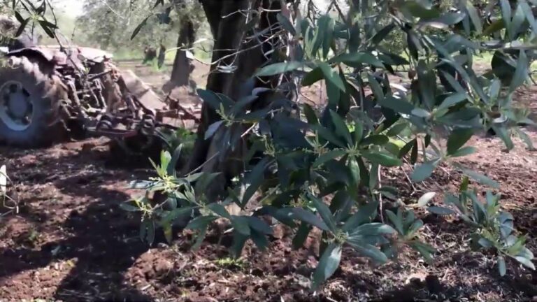 Guida alla Aratura dell’Oliveto: Tecniche e Periodo Ideale