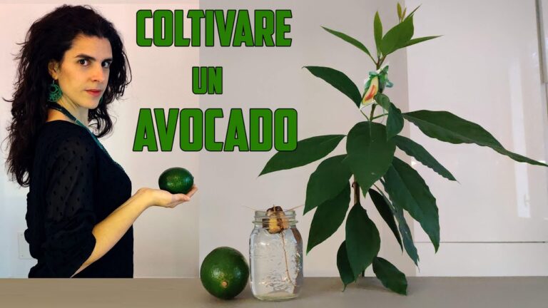 Guida alla Coltivazione della Pianta di Avocado