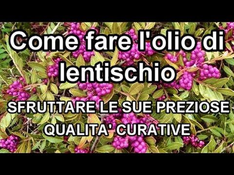 Olio di Lentisco: Prezzi e Benefici
