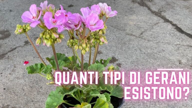 Guida ai Tipi di Geranio: Scopri le Varietà e le Loro Caratteristiche