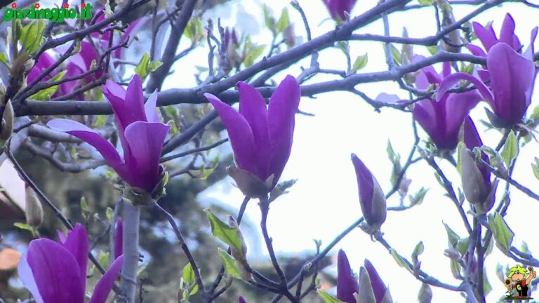 Guida ai Tipi di Magnolie: Scopri le Varietà e le Loro Caratteristiche