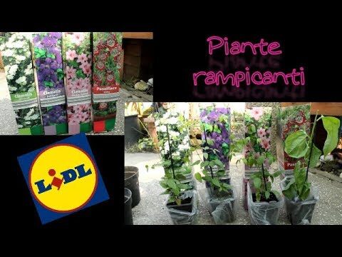 Passiflora Rampicante: Prezzo e Vantaggi per il Giardino