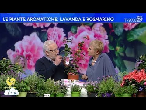 Siepi di Rosmarino e Lavanda: Guida alla Creazione di Spazi Verde Aromatici