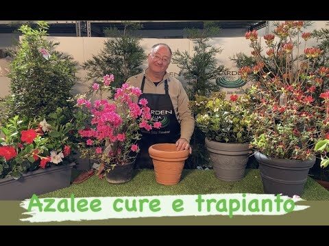 Azalee: Guida all’Esposizione Ideale al Sole