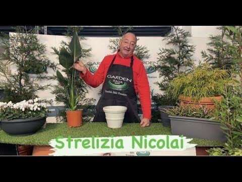 Guida all’uso del concime per sterlizia