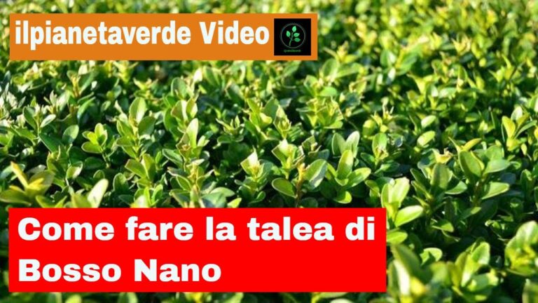 La Magia di Talea Bosso: Un Viaggio Musicale Unico