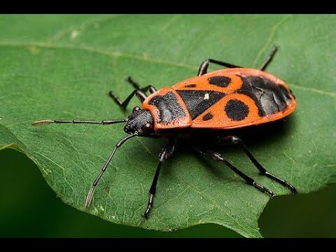 Coccinella Carabiniere: Un Insetto Protettore dell’Agricoltura