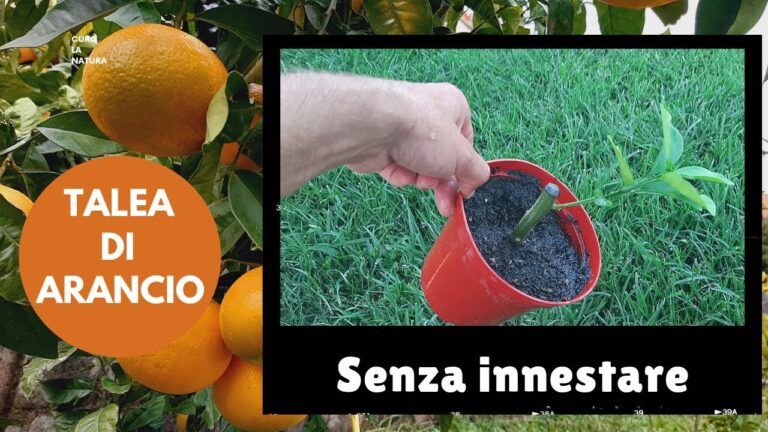 Pianta Fior d’Arancio: Guida alla Coltivazione e Cura