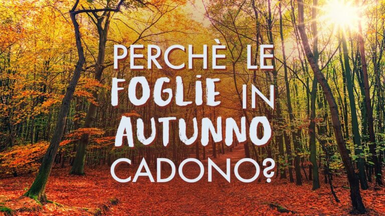 Alberi Sempreverdi: Bellezza e Vantaggi dei Folti Verdi