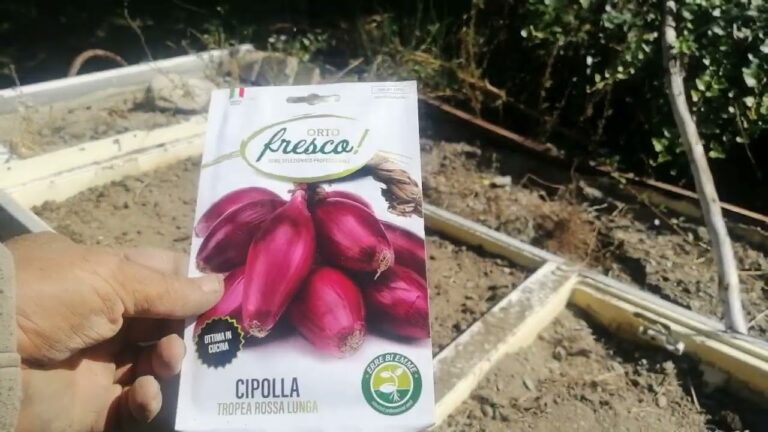 Guida alla Semina delle Cipolle di Tropea