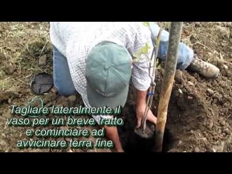 Vendita di Piante di Pistacchio: Guida e Opportunit&agrave;