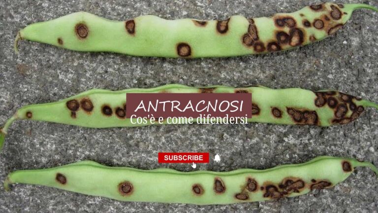 Prevenzione e Controllo dell’Antracnosi negli Agrumi