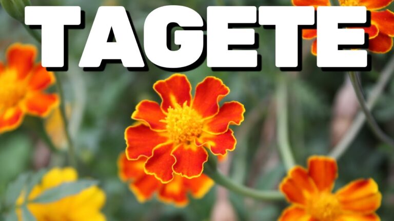 Carognette Fiori: Bellezza e Resilienza nella Natura
