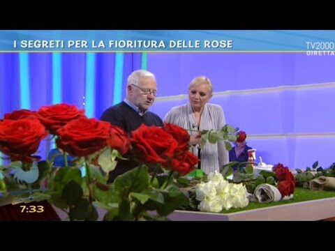 Le più belle rose bianche