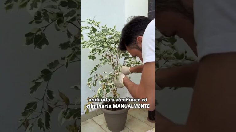 Ficus Benjamin: Come Combattere la Cocciniglia