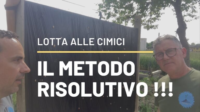 Trappole Efficaci per Combattere le Cimici