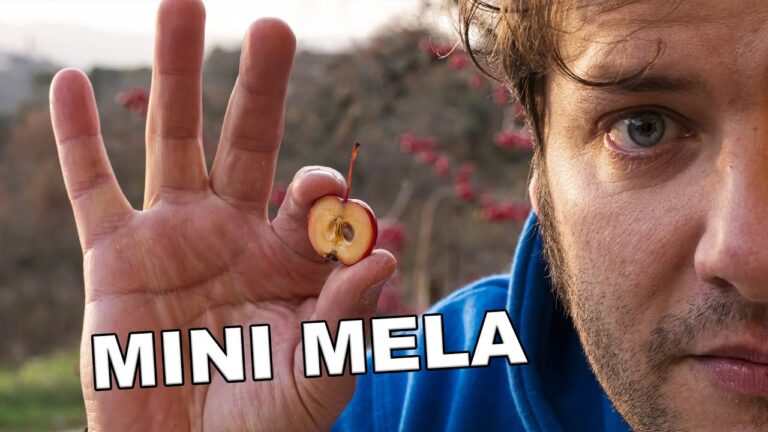 Melo da Fiore: Guida ai Frutti Comestibili