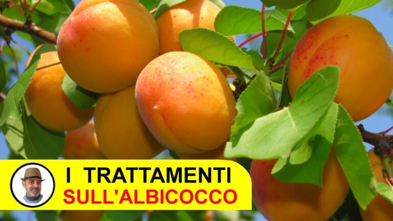 Malattie delle Albicocche: Prevenzione e Trattamenti Efficaci