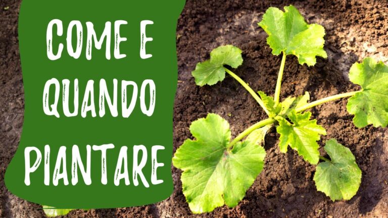 Distanza Ideale tra Piante di Zucchine per una Crescita Ottimale