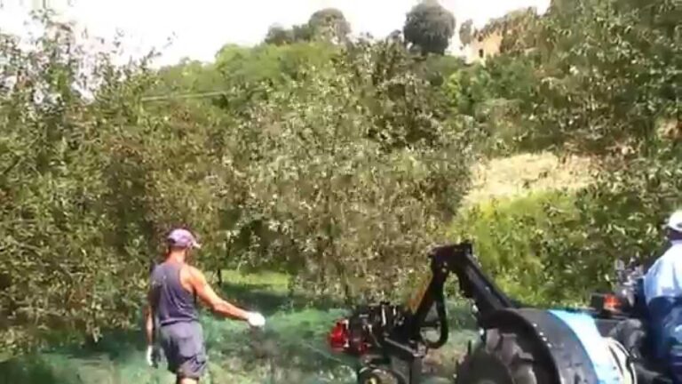 Scuotitori per Olive: Innovazioni per Trattori Efficienza e Produttivit&agrave;
