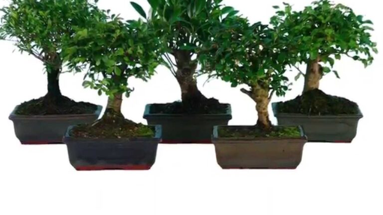 Prezzi Competitivi per Bomboniere Bonsai