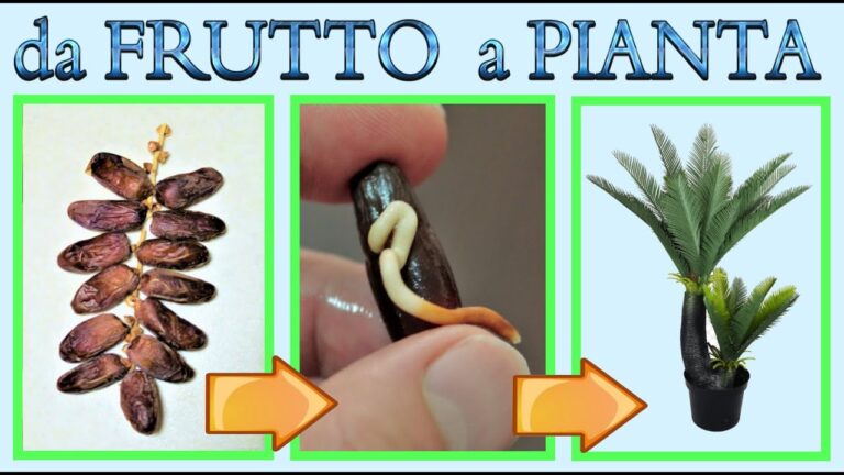 Guida alla Coltivazione della Pianta di Datteri Piccola