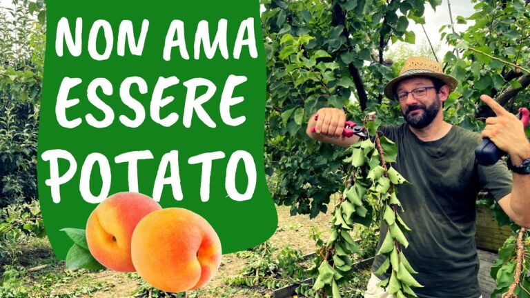 Guida all’Albicocca: Periodo di Raccolta e Consumo