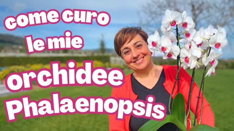 Prezzo dell’Orchidea Gigante: Guida all’Acquisto e Curiosità