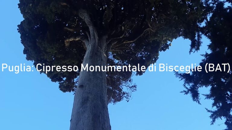 Ficus Bisceglie: Guida alla Cura e Coltivazione