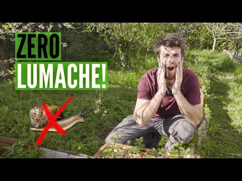 Come Eliminare le Limacce Efficacemente