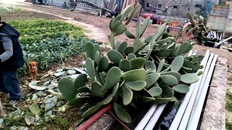Diserbante Efficace per Fichi d’India