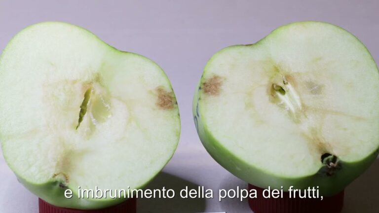 Guida all’uso degli insetticidi per cimici