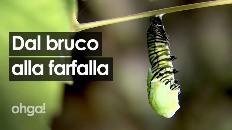 La Magia della Trasformazione: Dal Bruco alla Farfalla
