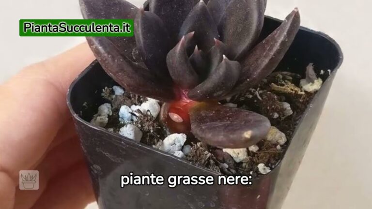 Guida alle Pianta Grassa Nera: Cura e Design