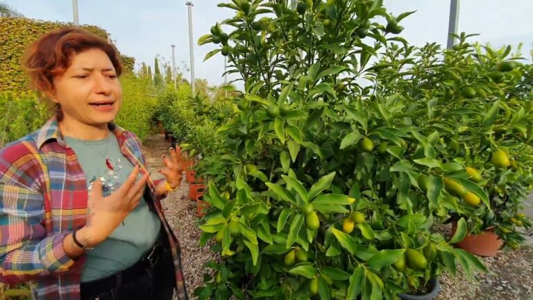 Malattie delle Foglie del Kumquat: Sintomi e Soluzioni