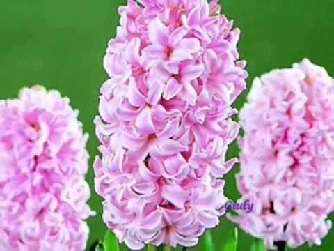 Il Significato del Fiore Fresia: Simbolismo e Storia