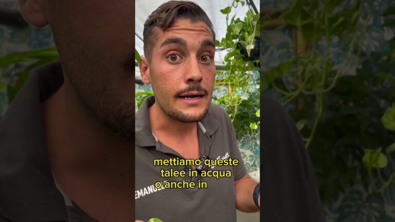 Foto di piante in acqua: bellezza e cura