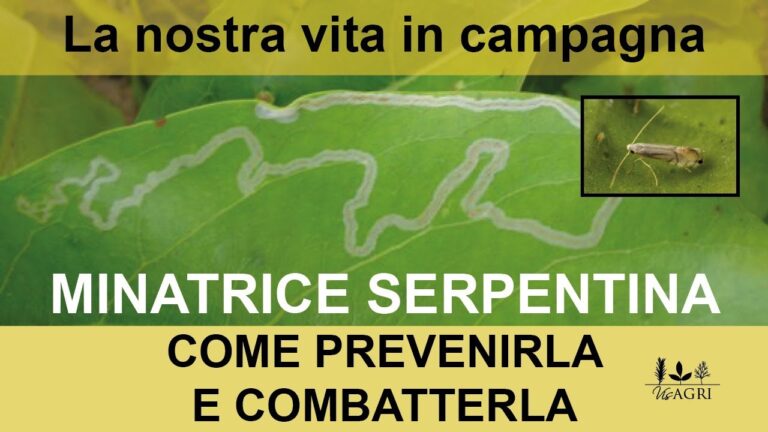 Rimedi Naturali per la Minatrice Serpentina