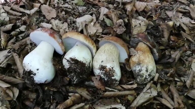 Il Colore dei Funghi: Scopri le Variet&agrave; e i Loro Significati