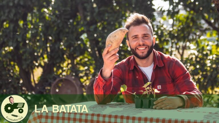 Guida all’acquisto del topinambur: dove trovarlo?