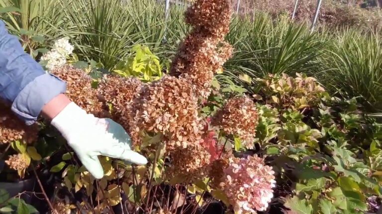 Ortensia a Grappolo: Guida alla Coltivazione e Cura