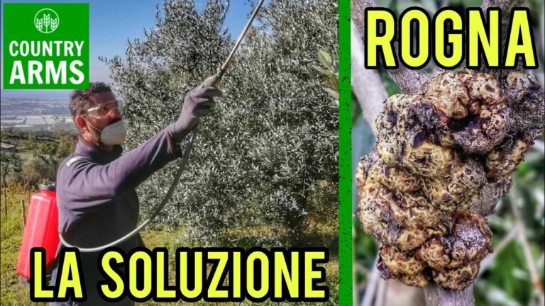 Cura dell’ulivo in vaso: come affrontare le foglie secche