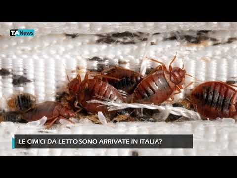 Cimici del Fuoco: Guida alla Prevenzione e Controllo