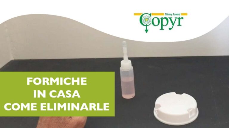 Trappole Efficaci per Formiche: Guida alla Scelta e Utilizzo