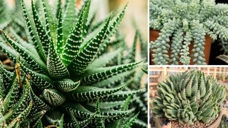 Guida alle Piante Grasse con Foglie Lunghe e Sottili