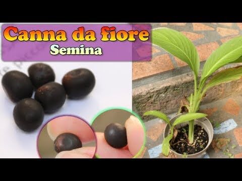 Canna Indica Viola: Bellezza e Cura Naturale