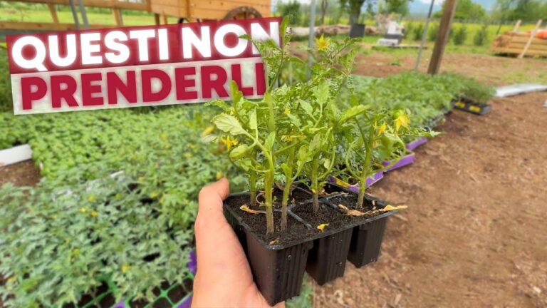 Guida alla Vendita di Piantine di Pomodoro