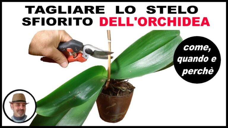 Come Rimediare a un Stelo di Orchidea Secco